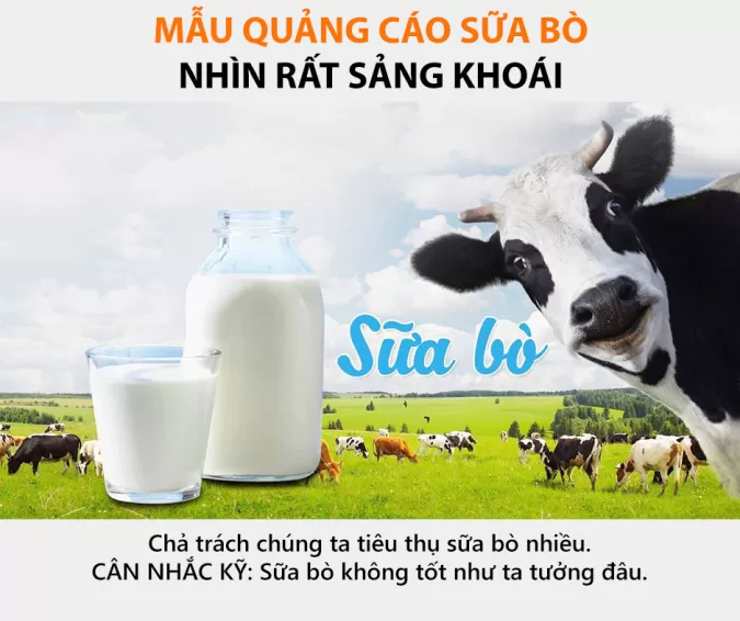 Càng uống nhiều sữa bò càng loãng xương