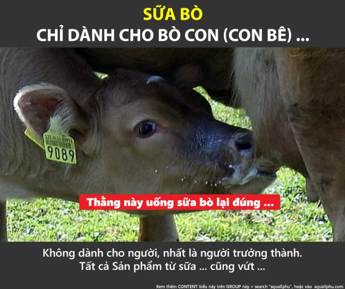 Tại sao sữa bò chỉ là thức uống dành cho bê con, không dành cho người